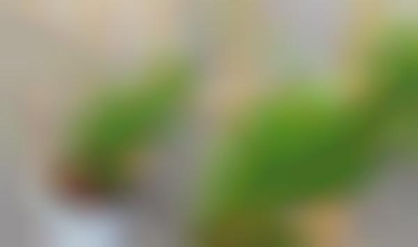Branded Gardening Blogs