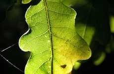 Baked Leaf Batteries