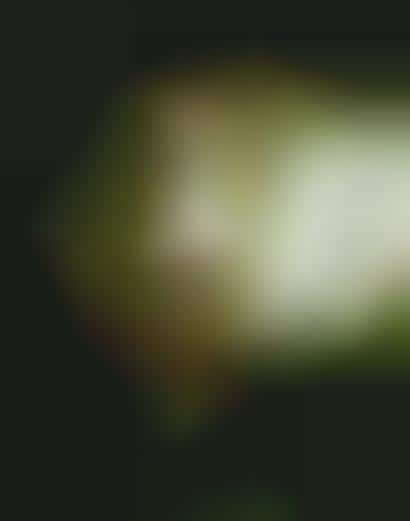 Three-Ring Music Videos