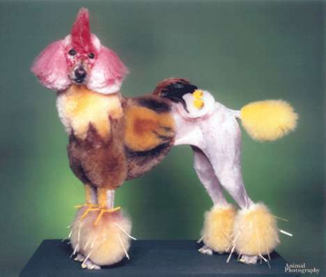 11 Peculiar Painted Animals