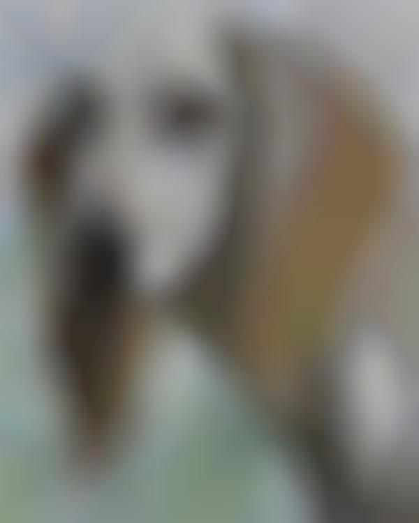 Canine Photomosaics