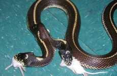 Medusa-Inspired Photography