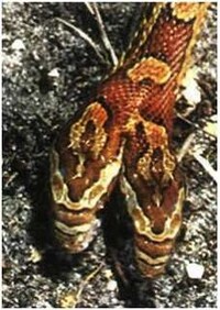 Medusa-Inspired Photography Image 8