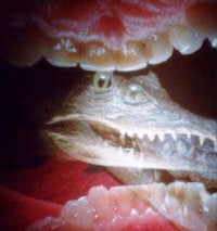 A Day in the Life of a Mouth Image 8