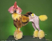 Pimp Your Poodle Image 2
