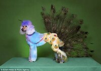 Pimp Your Poodle Image 3