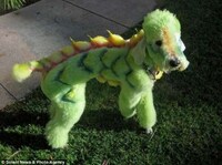 Pimp Your Poodle Image 4