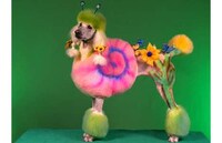 Pimp Your Poodle Image 5