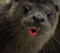 Animals Lip-Synching Christmas Songs