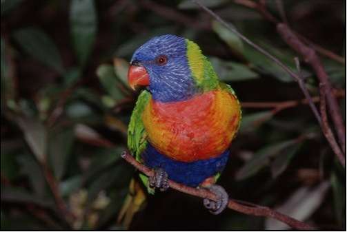 29 Birdtastic Innovations