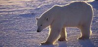 Adopting Polar Bears Image 3