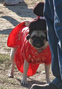 Geisha Dogs Image 2