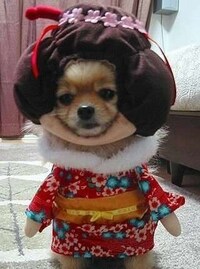 Geisha Dogs Image 3