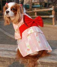 Geisha Dogs Image 4