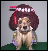 Geisha Dogs Image 5