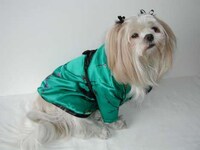 Geisha Dogs Image 6