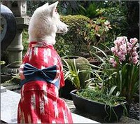 Geisha Dogs Image 7