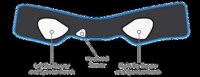 Sleep-Optimizing Headbands Image 4