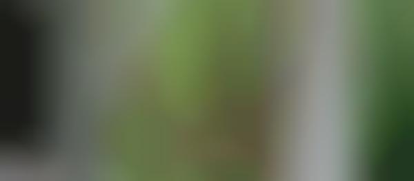 Minimalist Bird Feeders