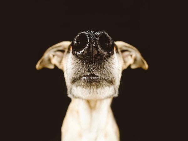 30 Playful Dog Portraits