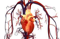 Heart-Repairing Patches