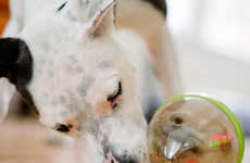 Rewarding Canine Toys