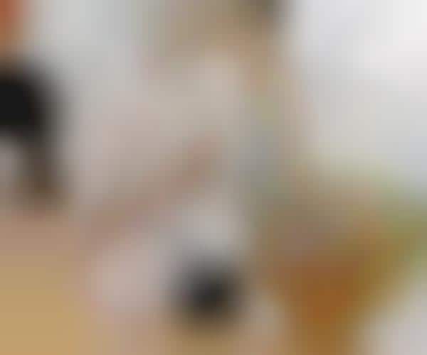 Rewarding Canine Toys