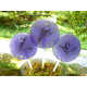 Edible Flower Lollipops Image 5