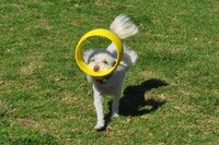 Aerodynamic Dog Toys Image 3