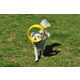 Aerodynamic Dog Toys Image 3