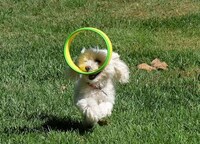 Aerodynamic Dog Toys Image 4