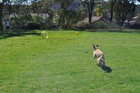 Aerodynamic Dog Toys Image 5