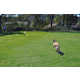 Aerodynamic Dog Toys Image 5