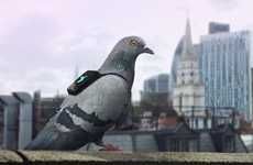 Pigeon Pollution Campaigns