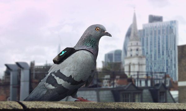Pigeon Pollution Campaigns