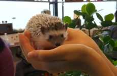 Interactive Rodent Cafes