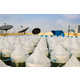 Rooftop Spirulina Farms Image 3