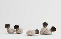 Pumice Stone Brushes Image 4