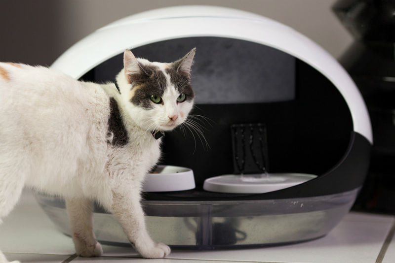Connected Cat Feeders