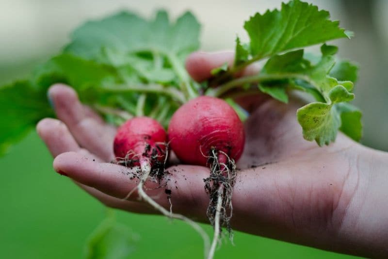 Hotel Gardening Initiatives