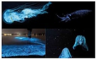 Bacteria-Powered Lighting Image 5