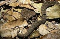 Satellite-Aided Nature Discoveries Image 8