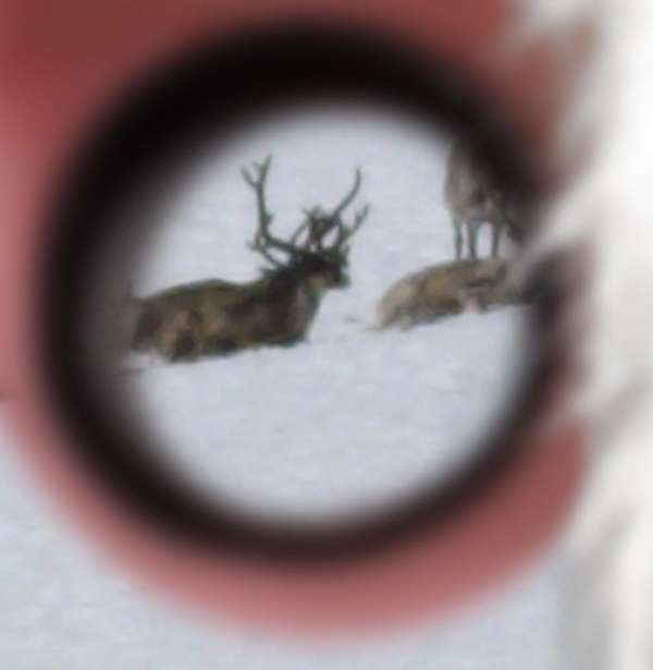 22 Deer and Reindeer-Inspired Innovations