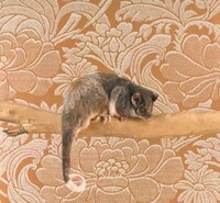 Body Painting Animals Image 3