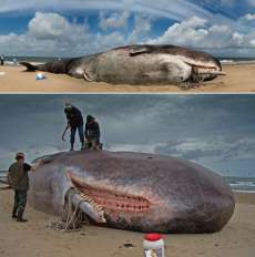 Fake Sperm Whales: Stranded Sculptures