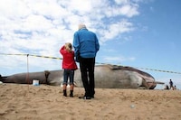 Fake Sperm Whales Image 2