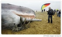 Fake Sperm Whales Image 3