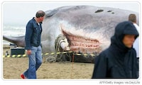 Fake Sperm Whales Image 4
