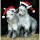 Capturing Global Holiday Celebrations Image 4