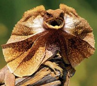Superhero Snakes Image 6